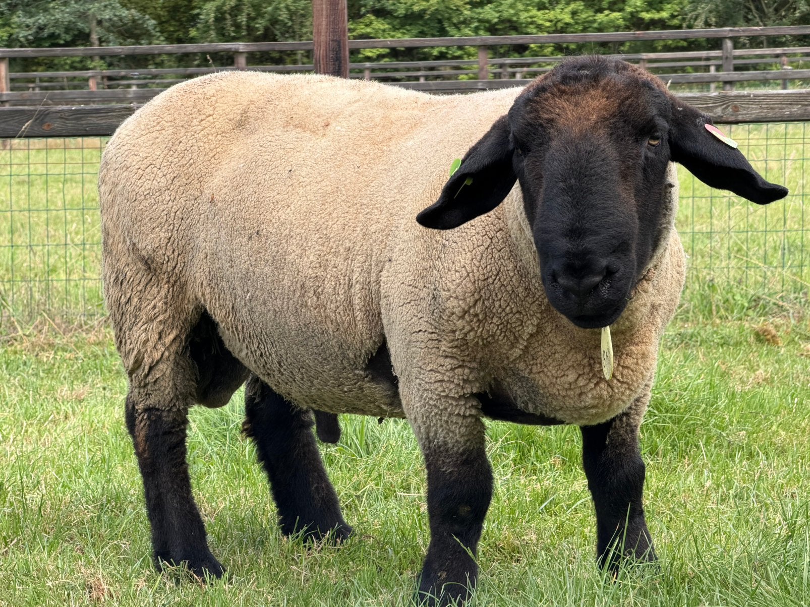 Suffolk rammen, Mannelijk, Schaap