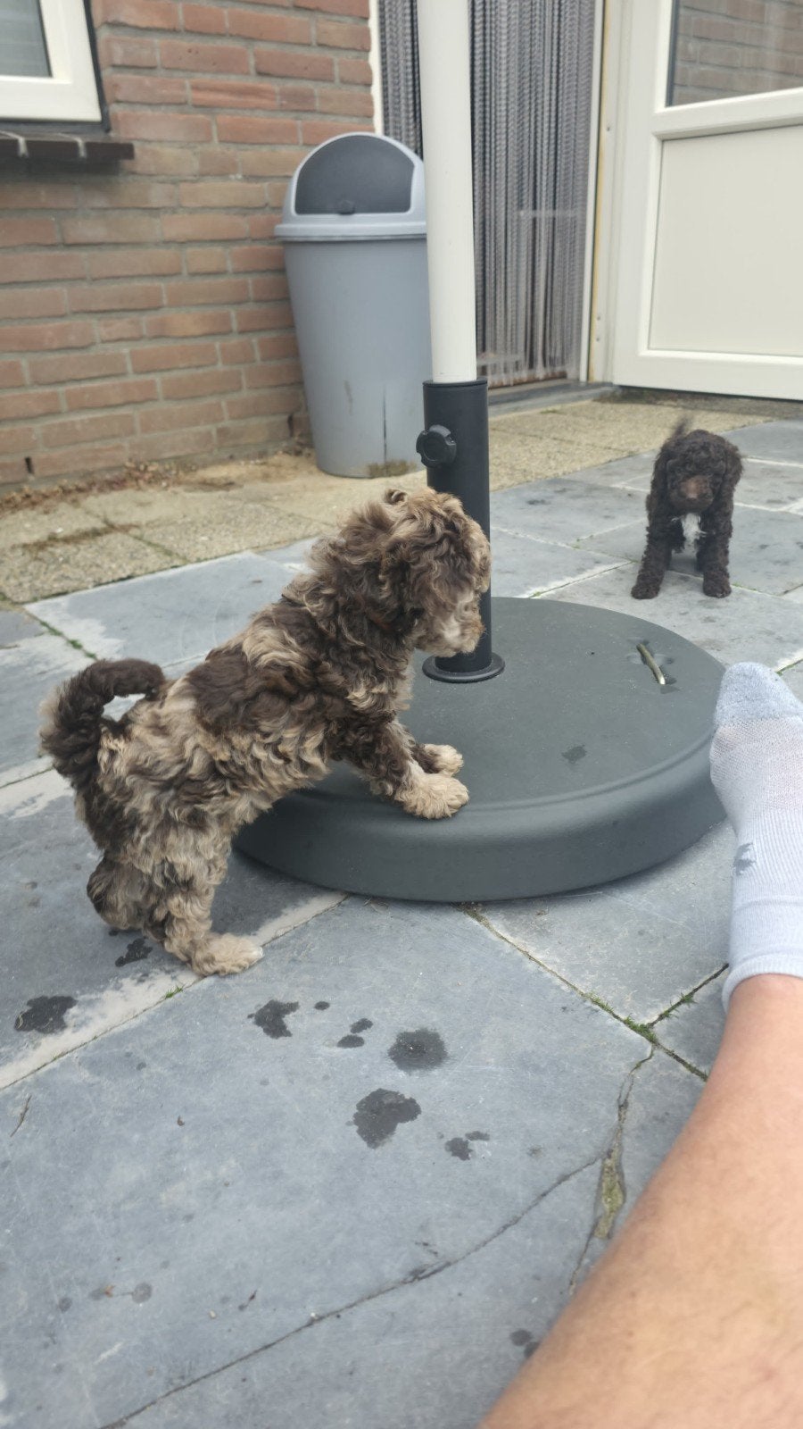mooie mini doodles, mogen bijna naar hun nieuwe huisje, Dieren en Toebehoren, 8 tot 15 weken, Meerdere, Meerdere dieren, Klein