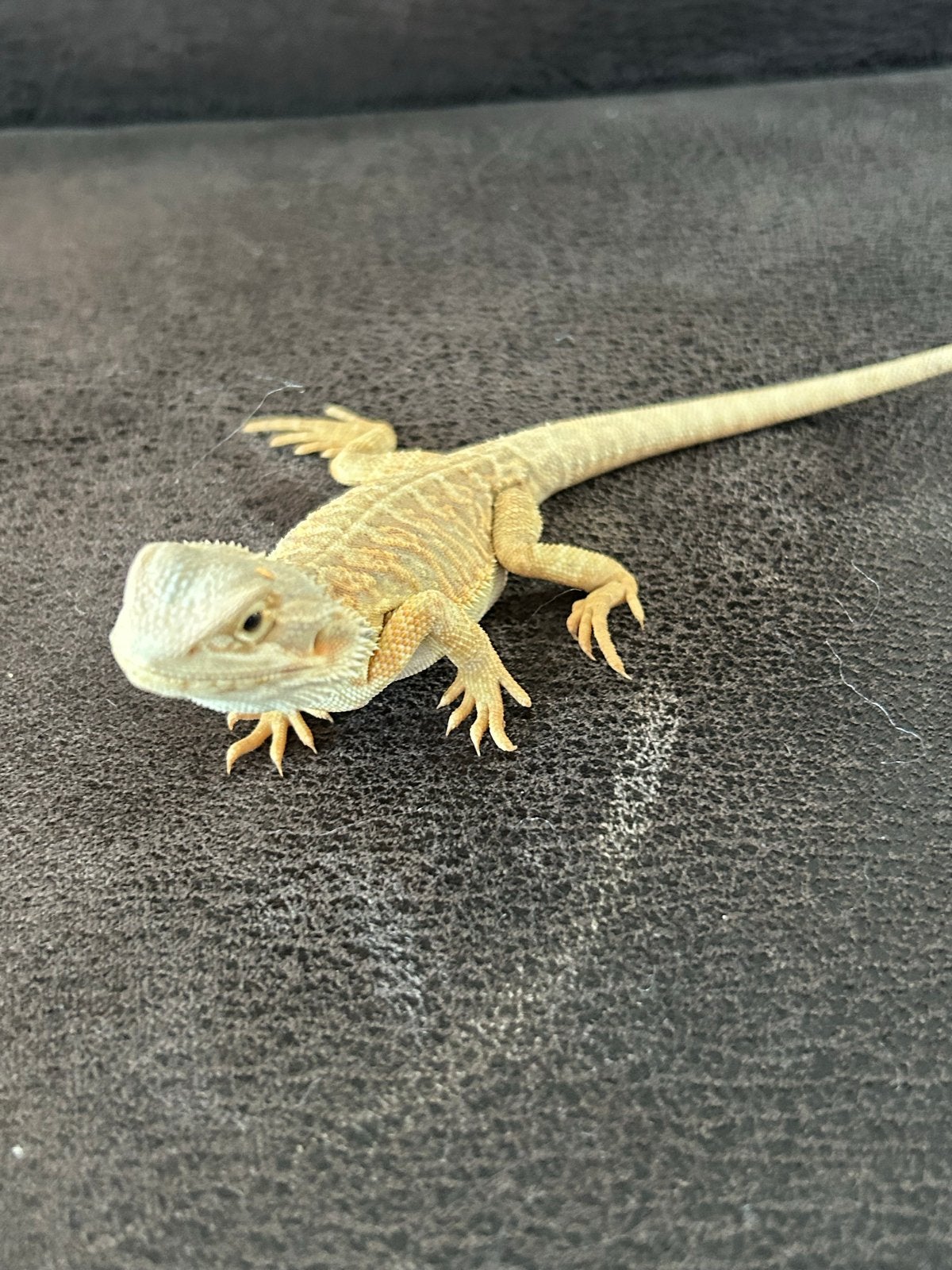 Te koop jonge baardagamen, Dieren en Toebehoren, Amfibie, 0 tot 2 jaar