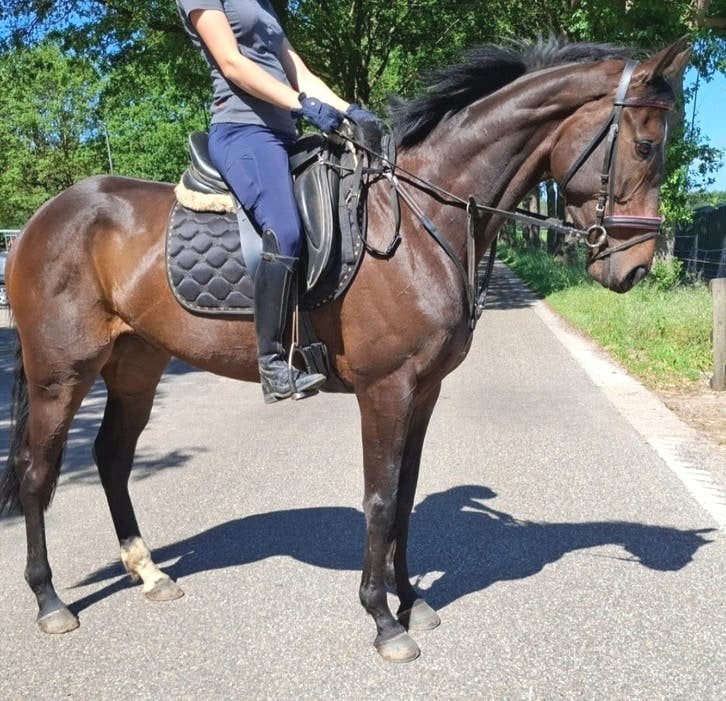 Brave talentvolle 5 jr allrounder 1,65(recr-manege-sport), Merrie, Recreatiepaard