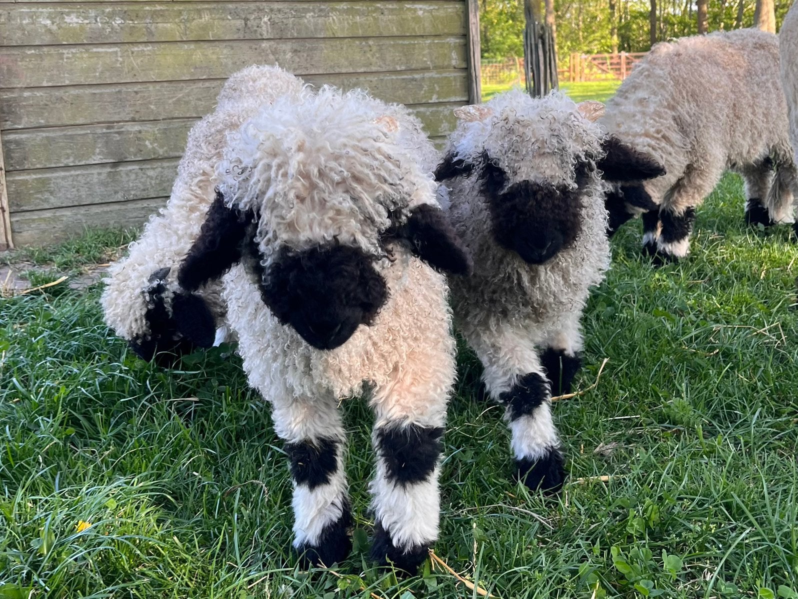 Walliser schwarznase ramlammeren, Mannelijk, Schaap