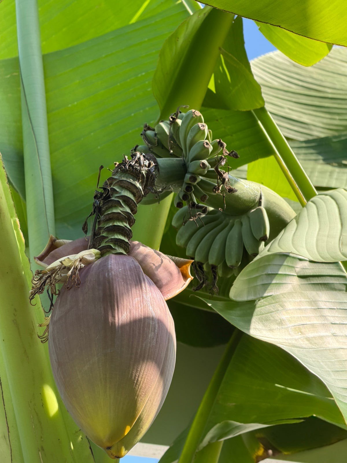 Grote bananenplant: meer dan 1 meter hoog, draagt vruchten!, Ophalen, Overige soorten, 100 tot 250 cm