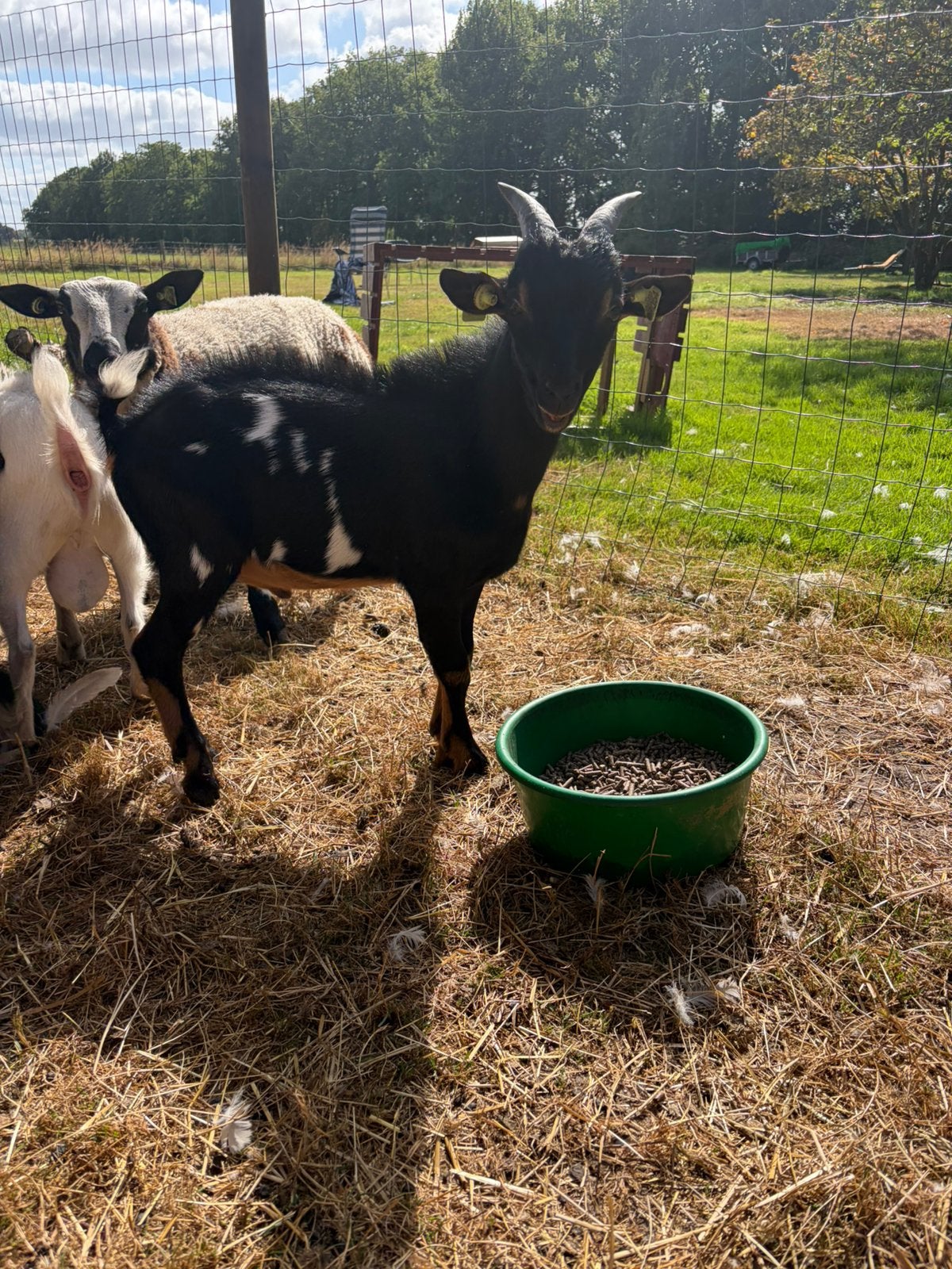 Lieftallig huis gezocht voor super lief bokje Sjaak, Dieren en Toebehoren, Mannelijk, Geit, 0 tot 2 jaar