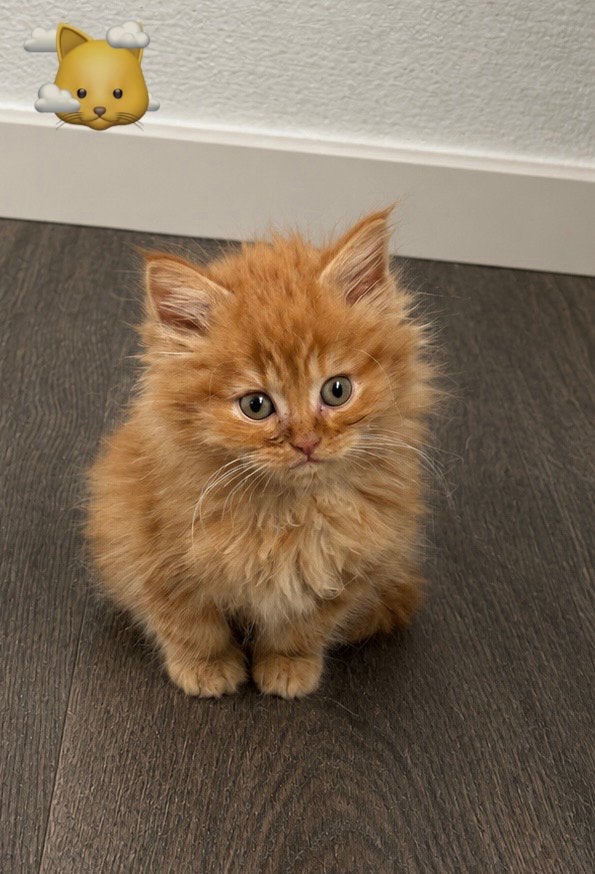Te koop Xnoorseboskat kittens, Kater, Ontwormd, 0 tot 2 jaar
