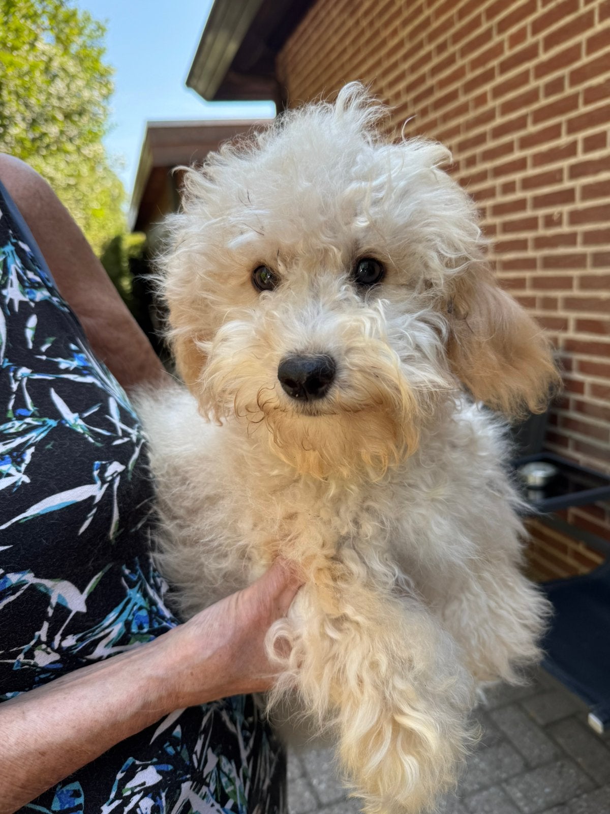 Lieve middelgrote Doodles (Maltipoo) geschikt bij allergie, Poedel, Parvo, Nederland, Reu