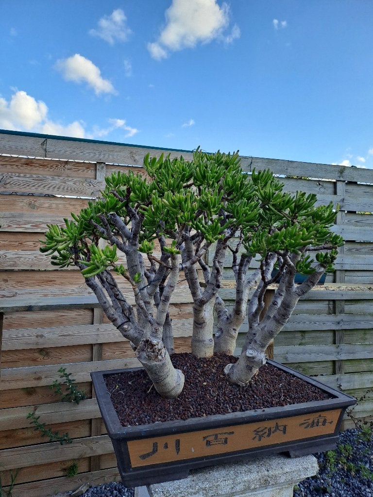 Bonsai van crassula ovata hobbit, Bloeit niet, Overige soorten, Minder dan 100 cm, Ophalen