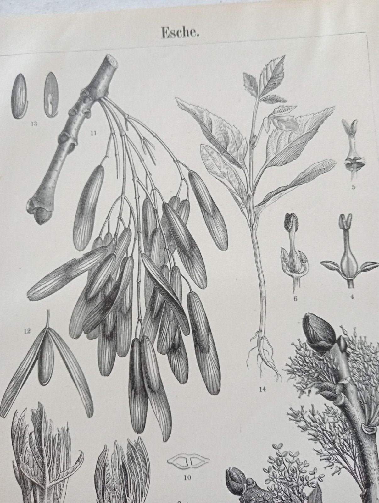 Botanische Gravure Es 1895, Antiek en Kunst, Ophalen of Verzenden