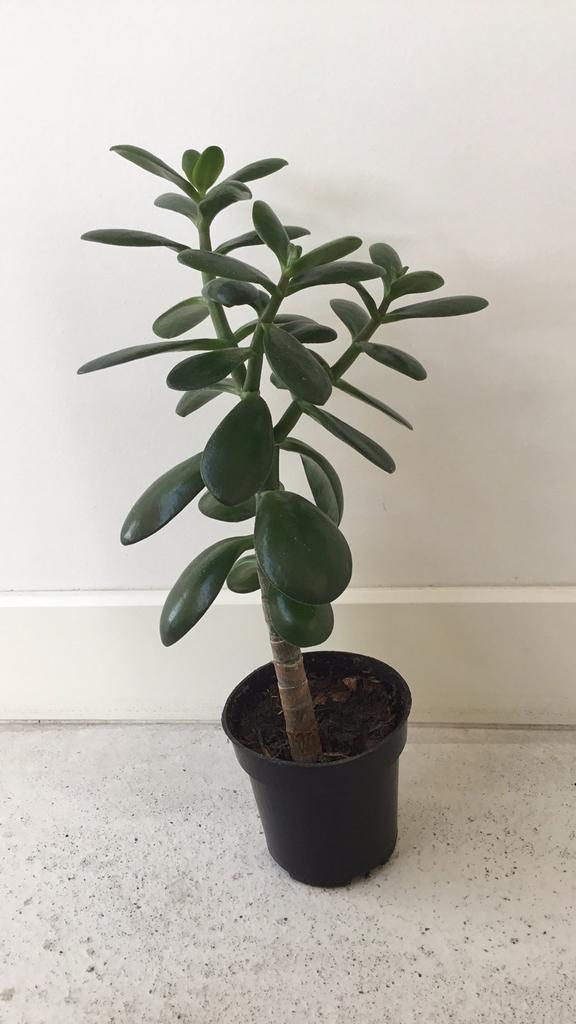 Crassula ovata, jadeplant , geldboom, Overige soorten, Minder dan 100 cm, Groene kamerplant, Halfschaduw