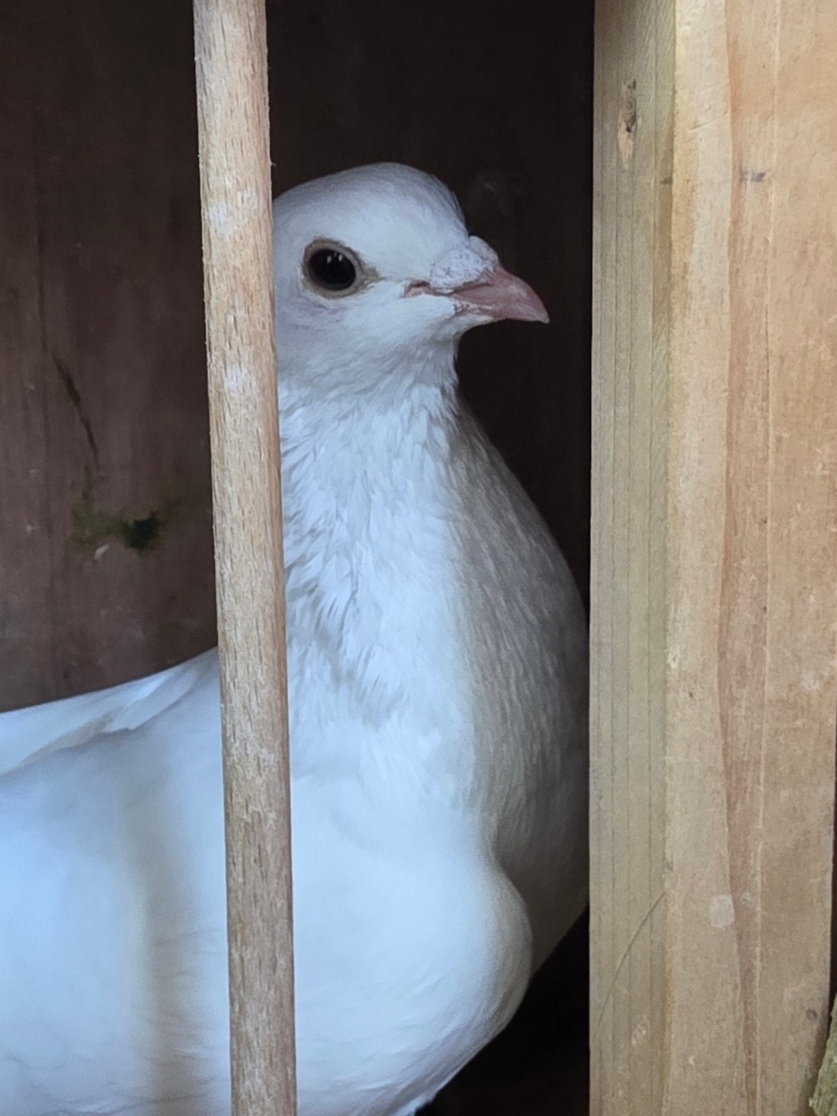 Witte duiven, Dieren en Toebehoren, Vogels | Duiven, Meerdere dieren, Overige soorten