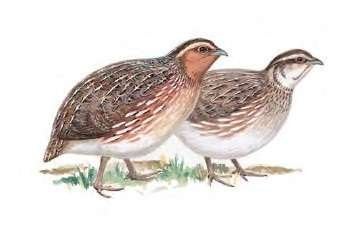 Japanse kwartels, Meerdere dieren, Overige soorten
