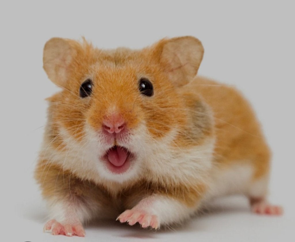Gezocht: hamster die een nieuw thuis zoekt, Januari, Mannelijk, Hamster