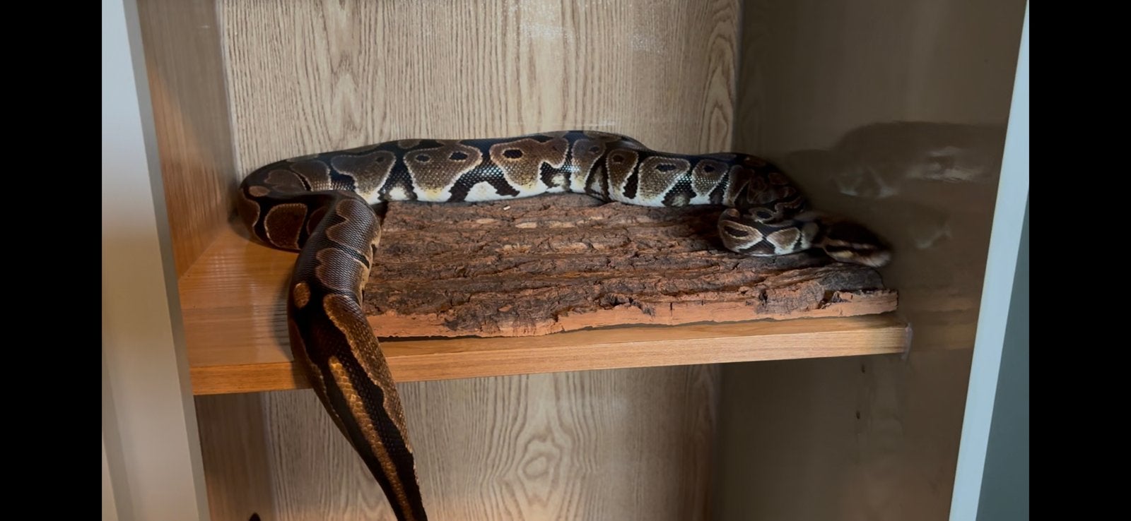 Python regius Ball Python photo 3