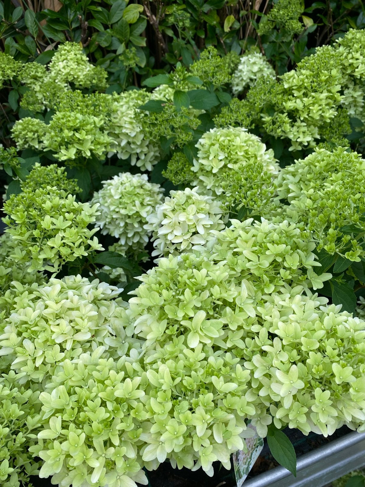 Hortensia's: Diverse Soorten voor een Prachtige Tuin, Tuin en Terras, Vaste plant, Halfschaduw, Zomer, Ophalen