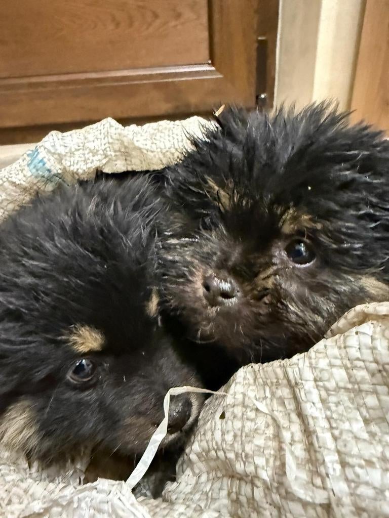 Puppys pup herplaatser adoptie, Dieren en Toebehoren, Honden | Niet-rashonden, Particulier, 15 weken tot 1 jaar, Buitenland, Parvo