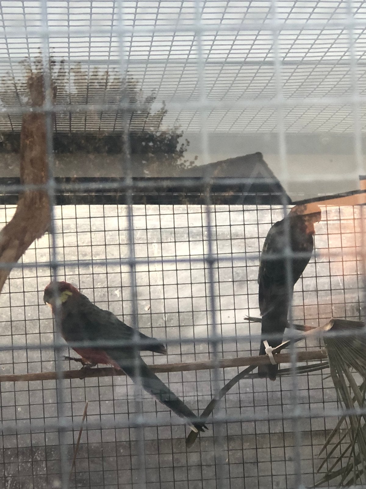 Stanley Rosella Koppel 2024, Meerdere dieren, Parkiet