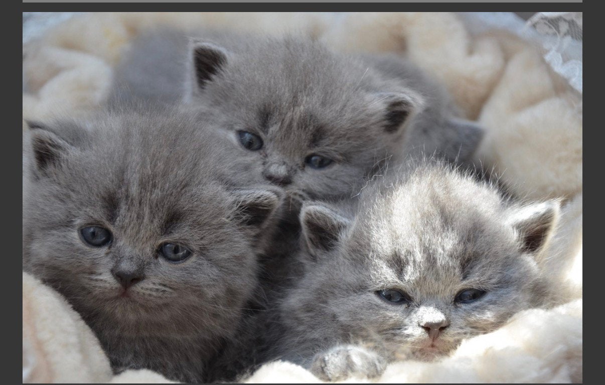 GEZOCHT: Britse Korthaar kitten, Dieren en Toebehoren