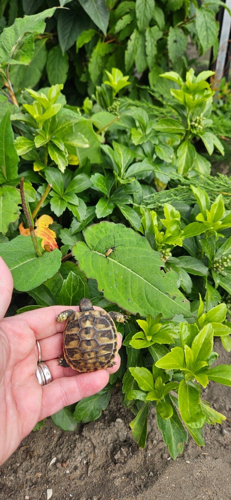 Prachtige jonge landschildpadjes Tortoise photo 3