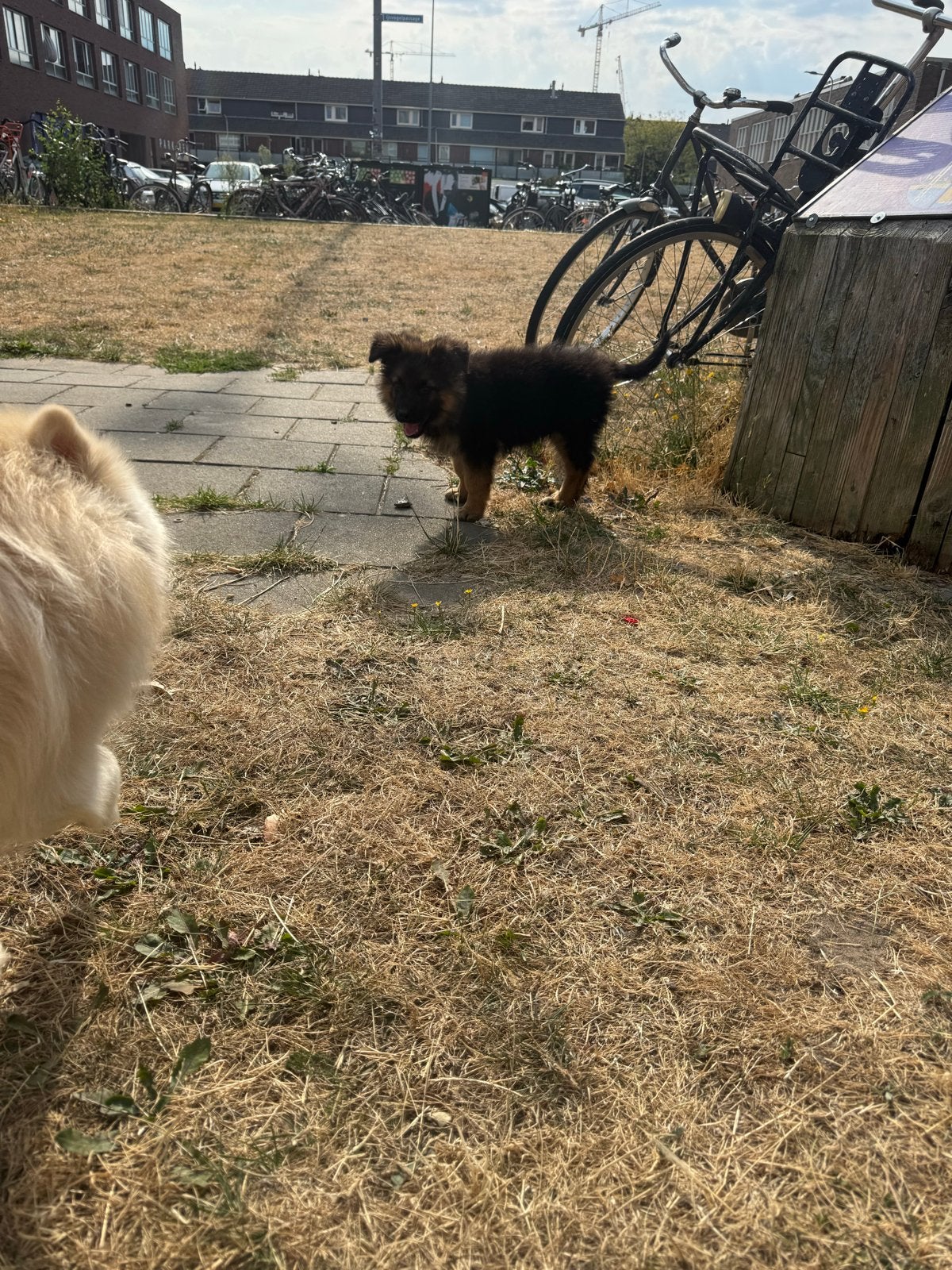 Originele dutje, herder, bijna drie maanden oud, Dieren en Toebehoren, Honden | Niet-rashonden, Parvo, Reu, 8 tot 15 weken, Eén hond