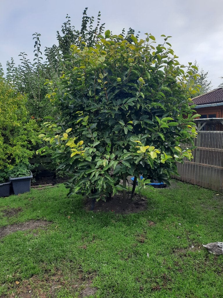 Kaki Boom, Ophalen, Overige soorten, Volle zon, 250 tot 400 cm