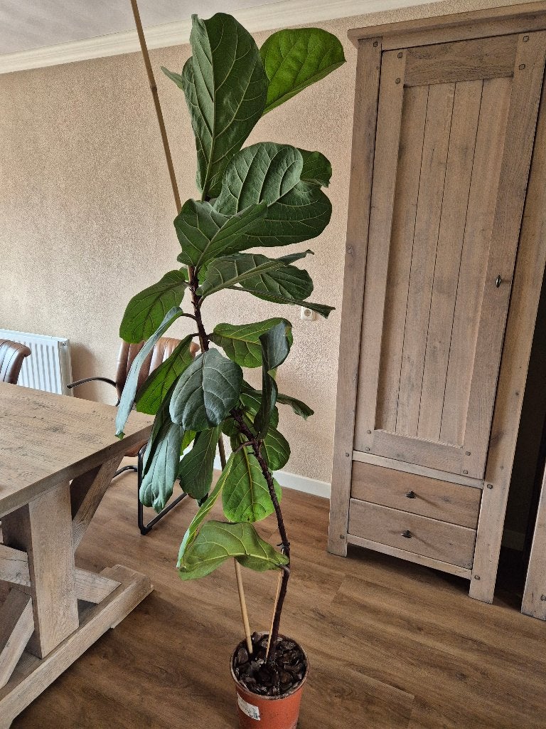 Tabaksplant 200 cm, Ophalen, Ficus, 200 cm of meer, Halfschaduw