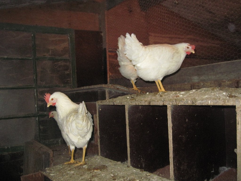 Te koop Legkippen., Dieren en Toebehoren, Vrouwelijk, Kip