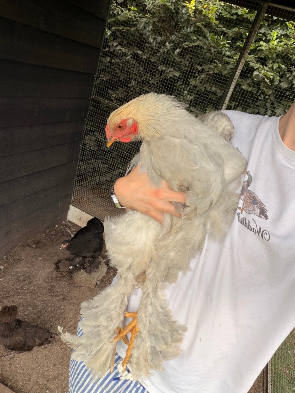 Grote brahma haan 4 maanden oud, Ophalen of Verzenden, Zo goed als nieuw