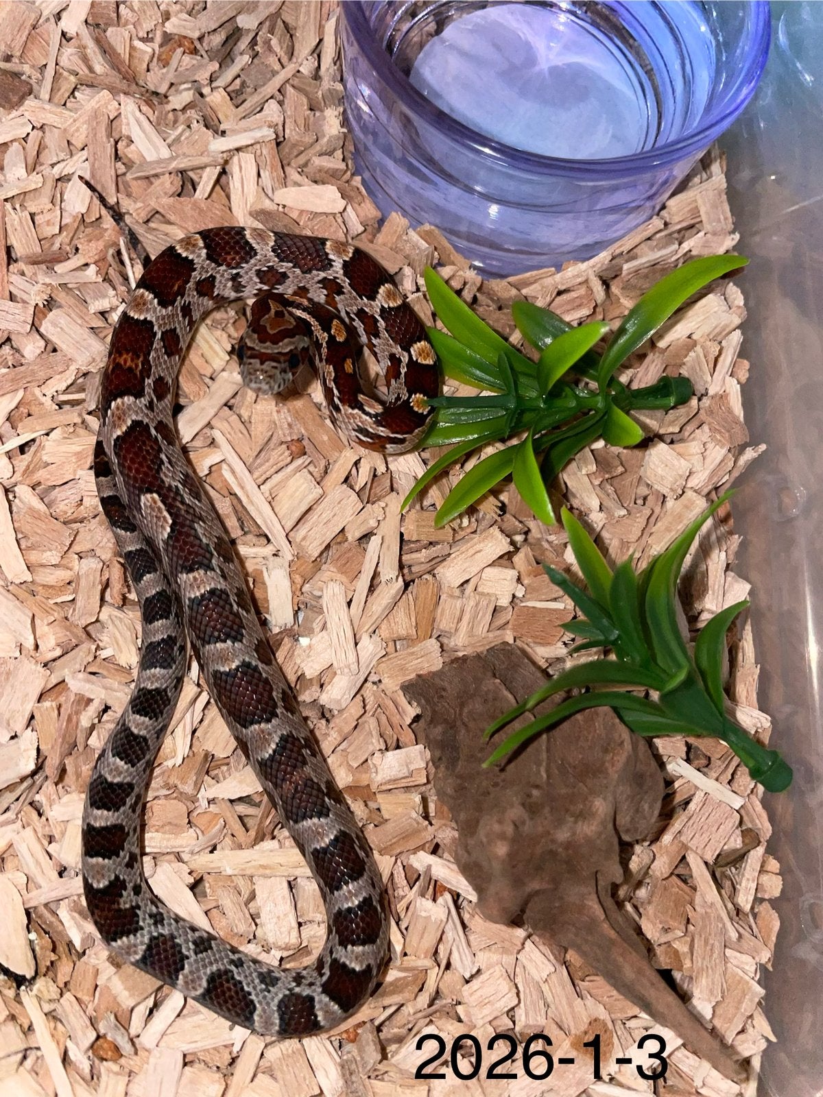 Jonge Rattenslangen div morphs Rat Snake photo 3