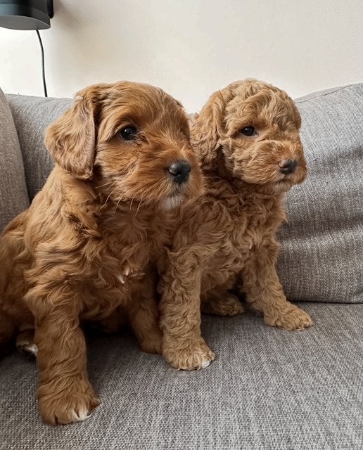 Australian LabraDoodle pups, Dieren en Toebehoren, Honden | Retrievers, Spaniëls en Waterhonden, Parvo, Overige rassen, 8 tot 15 weken