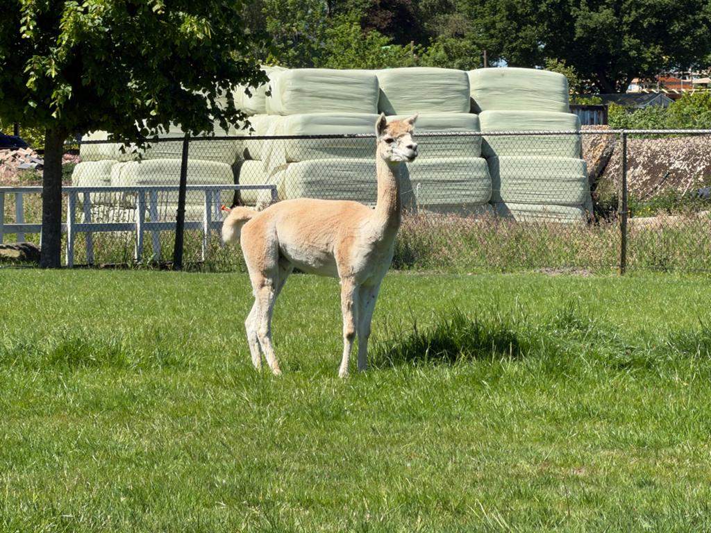 Alpaca dekhengst Jan, Dieren en Toebehoren, Mei, Mannelijk