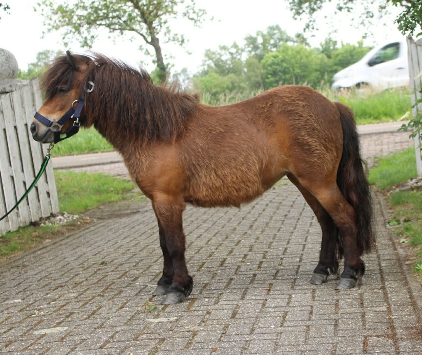 Te koop 3 prachtige grote maat shetlander merries, Dieren en Toebehoren, Paarden en Pony's | Dekhengsten en Fokmerries, Merrie