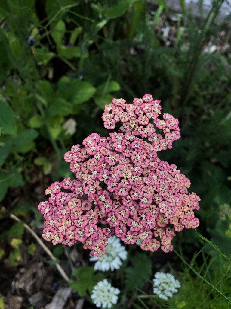 Vaste Planten Stekjes, Ophalen, Tweejarig, Overige soorten, Volle zon