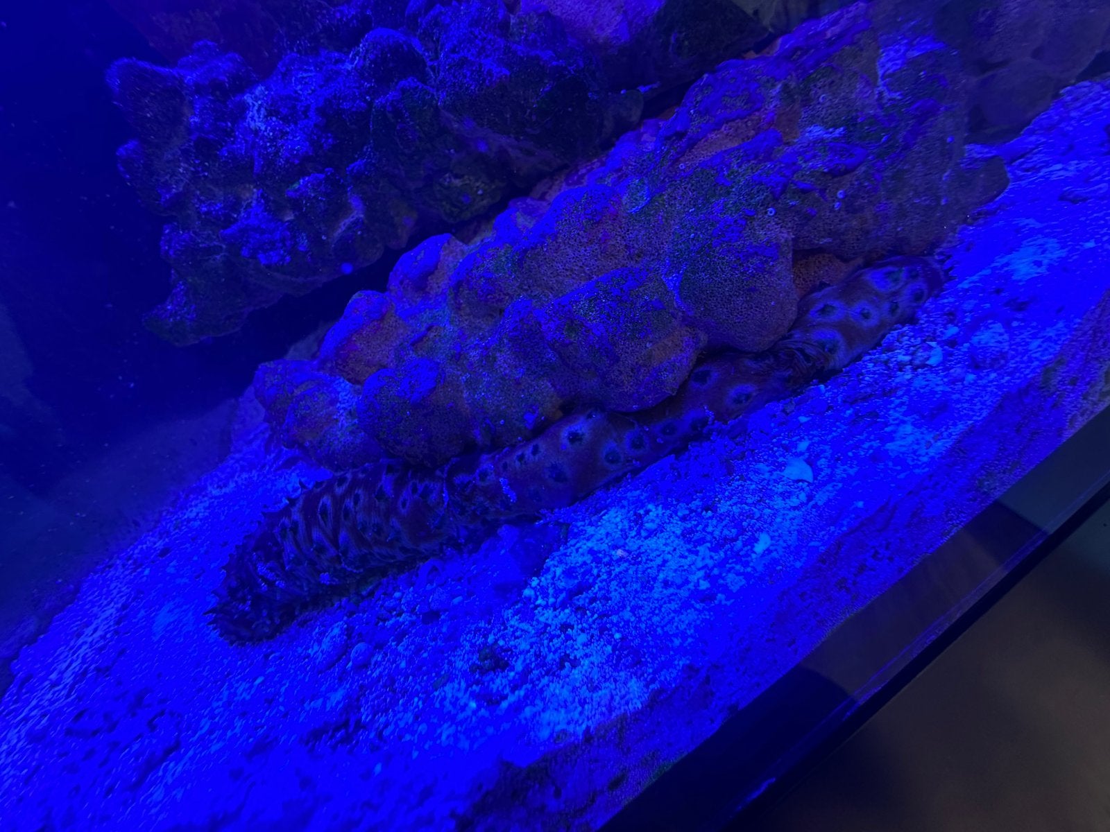 Zee komkommer tekoop zee aquarium