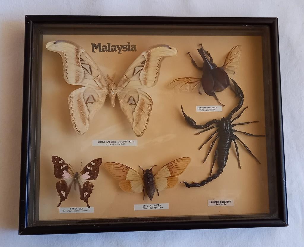 ingelijste collectie insecten- vlinders, schorpioen, Verzenden, Gebruikt, Insect, Opgezet dier