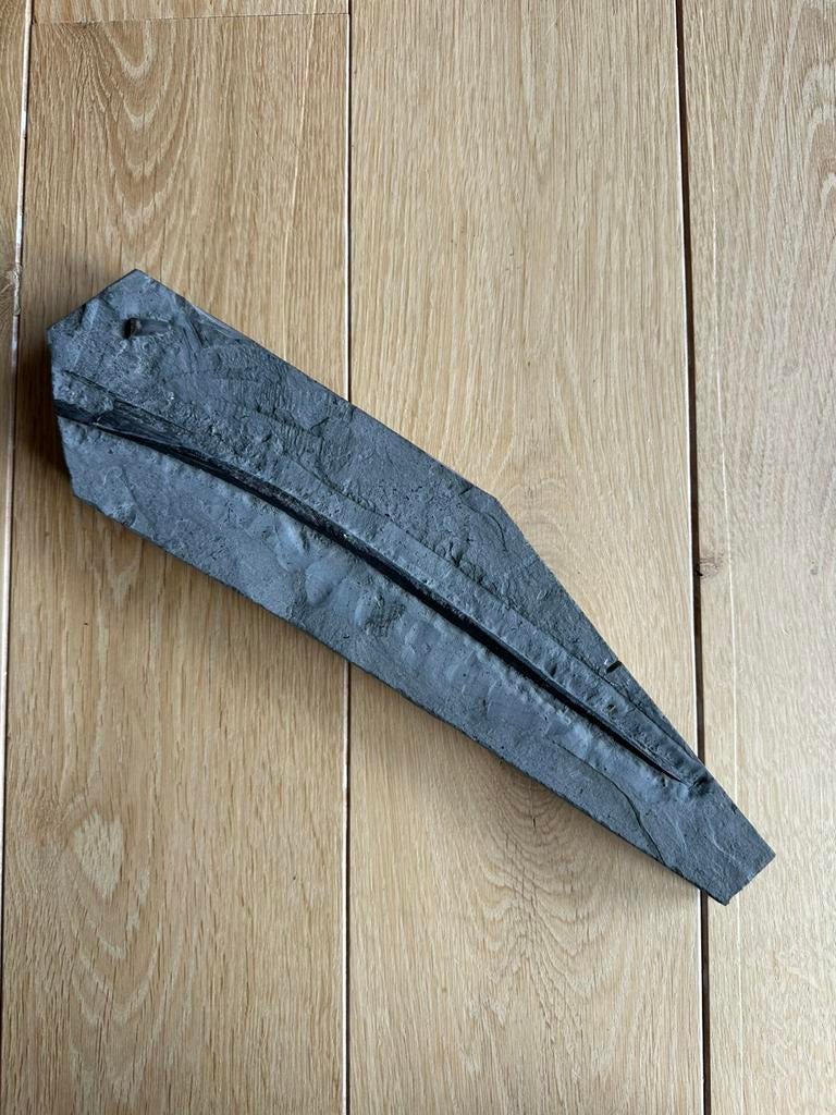 Ichthyosaurus kaak Holzmaden, Verzamelen, Mineralen en Fossielen, Ophalen of Verzenden, Fossiel