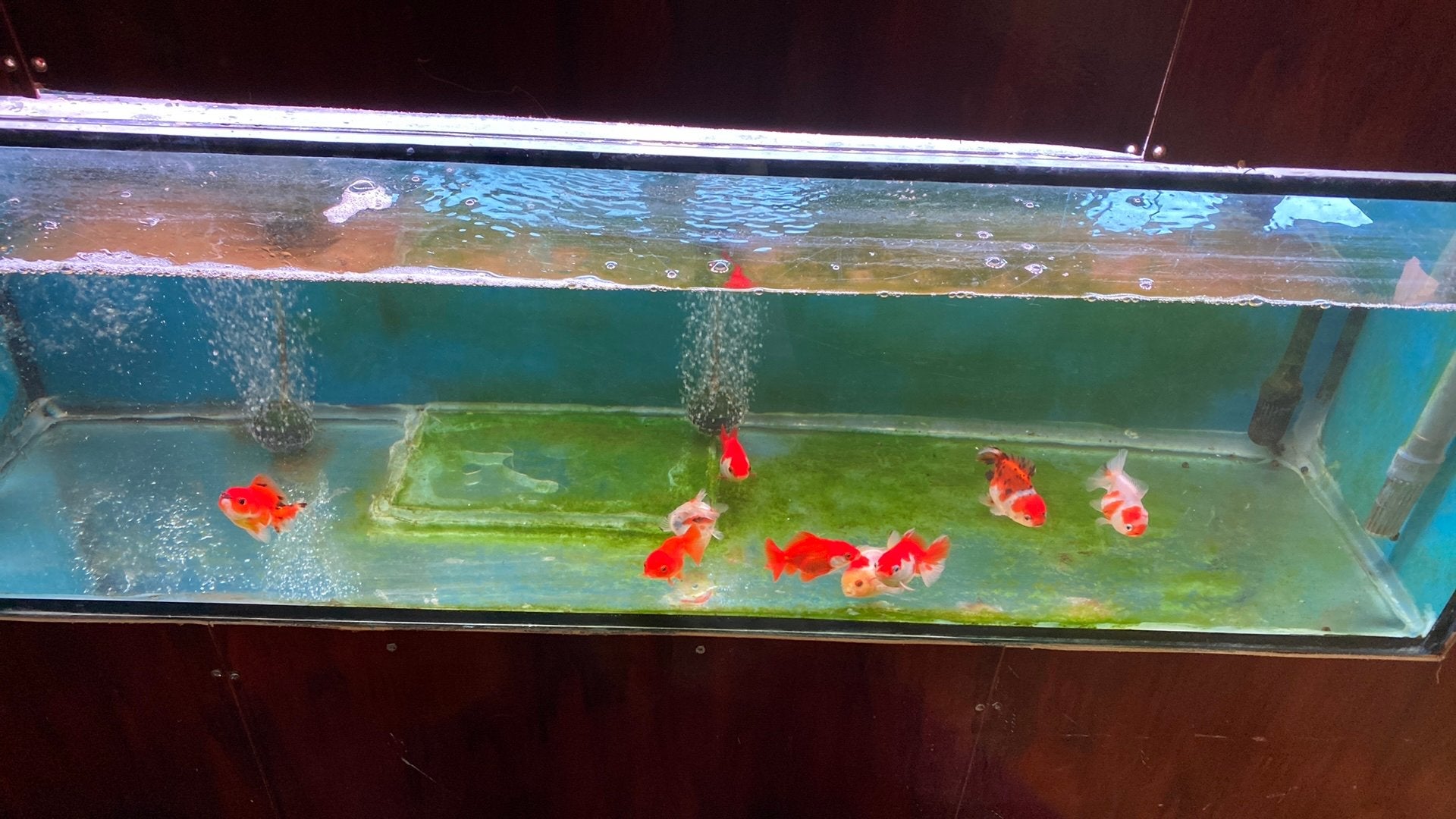 Oranda, Vis, Zoetwatervis, Schoolvis