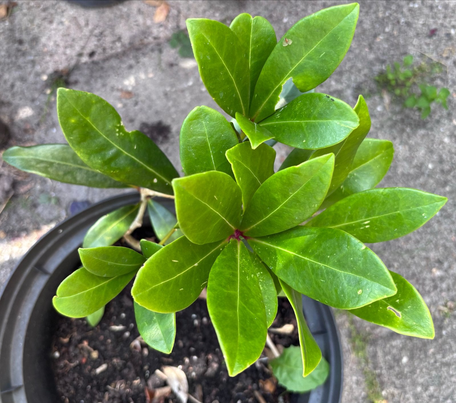 Skimmia - Wintergroene struik met rode bessen, Tuin en Terras, Planten | Tuinplanten, Vaste plant, Halfschaduw, Winter, Ophalen