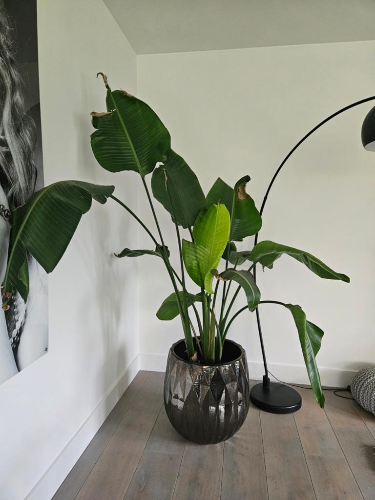 Strelitzia Nicolai 1.70m, Ophalen