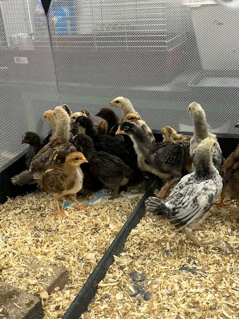 Kuikens olijfleggers maran welsummer barnevelder, Meerdere dieren, Kip
