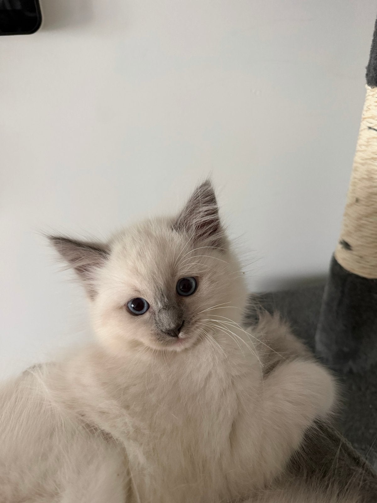 Foto 3 van Mooie Ragdoll kitten (poesje)