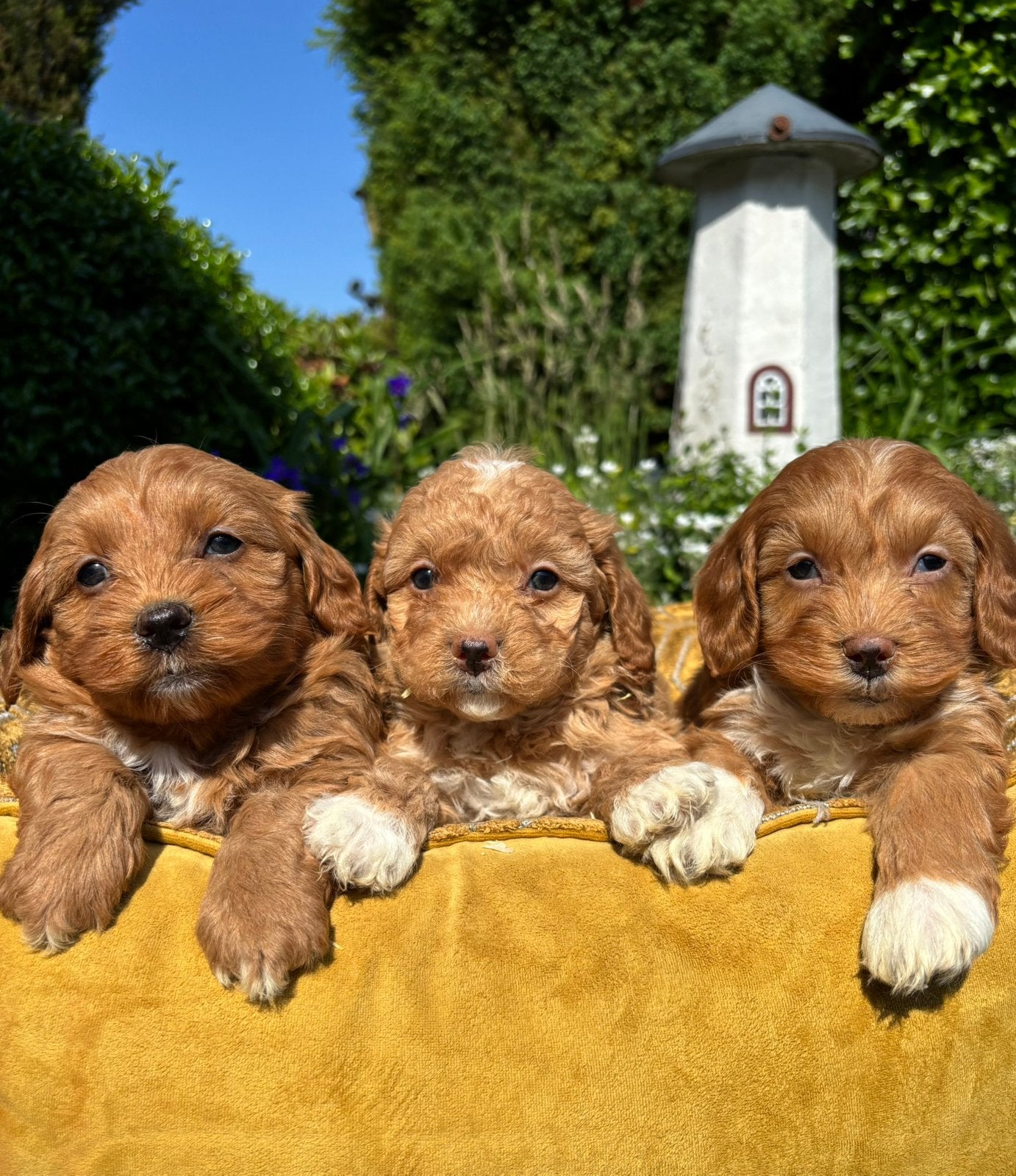 Boomer x Labradoodle pups mini, Nederland, Overige rassen, 8 tot 15 weken, Meerdere
