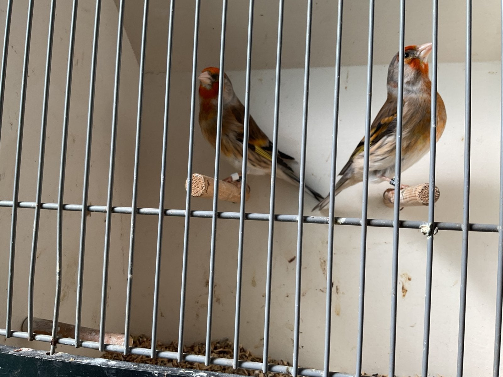 Bastaardputters, Dieren en Toebehoren, Meerdere dieren, Bastaard