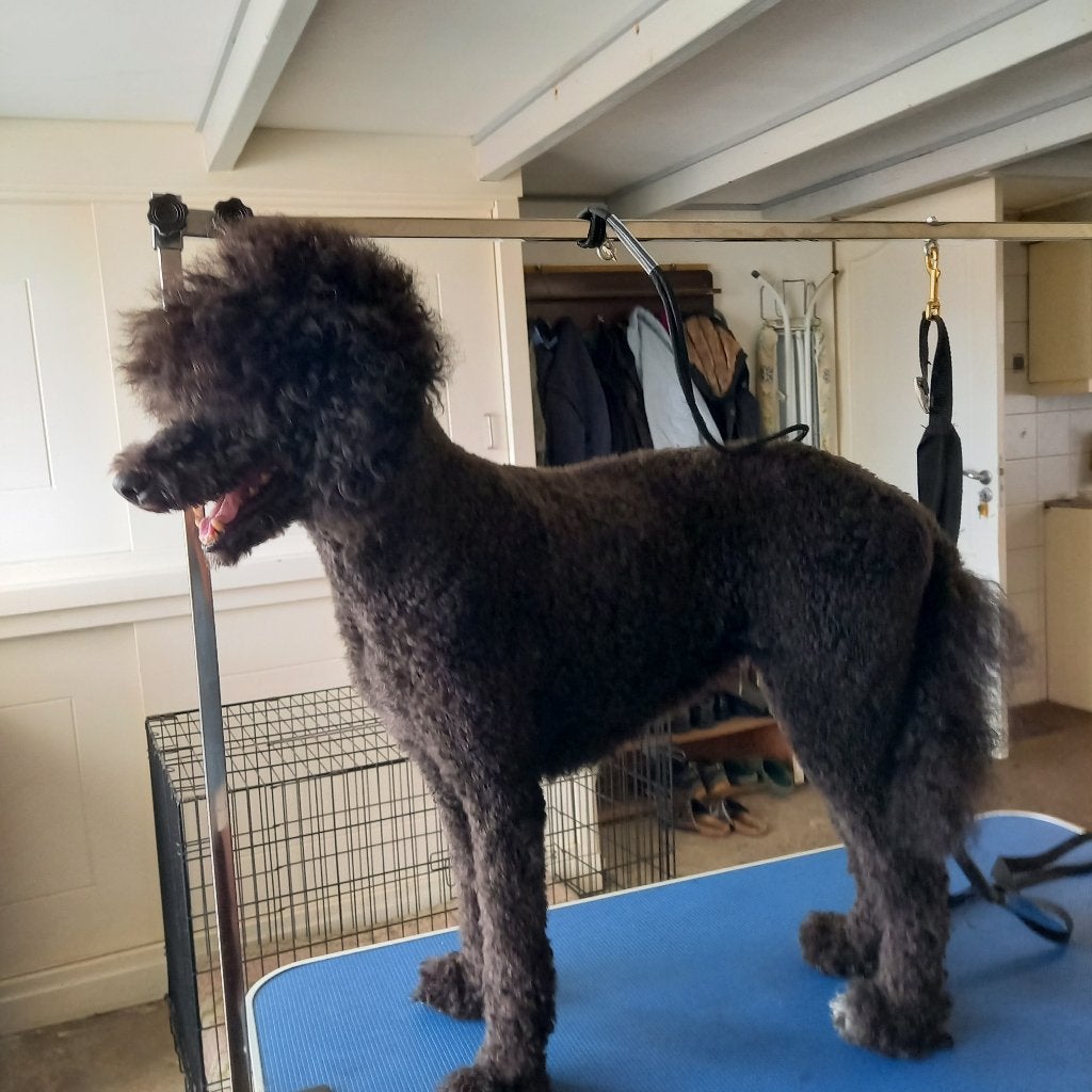 mooie Konings poedels pups  te koop, Poedel, 8 tot 15 weken, Meerdere, Meerdere dieren