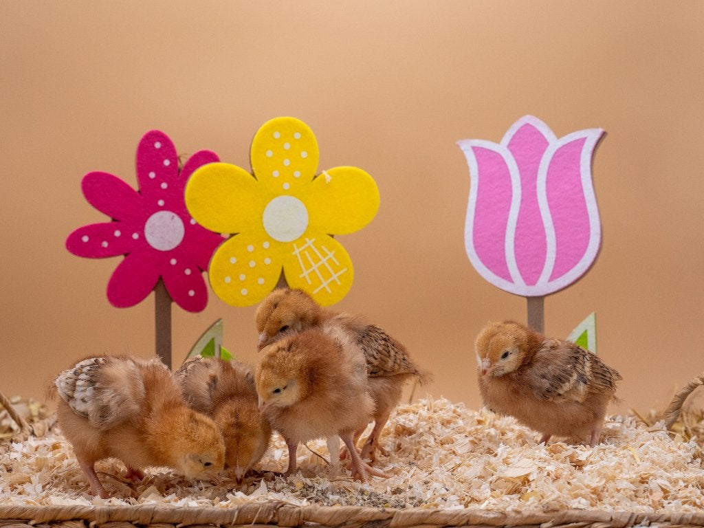 Jonge tamme Rhode Island Red kuikens gesekst & ingeënt, Vrouwelijk, Kip
