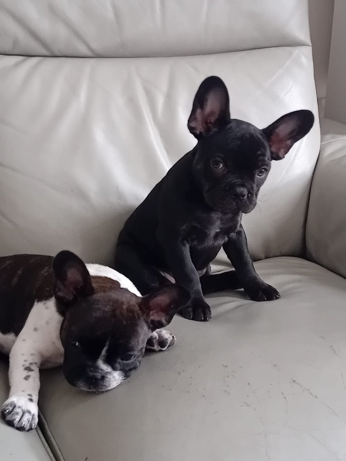 Te koop 2 franse bulldog pups, Dieren en Toebehoren, België, Particulier, 15 weken tot 1 jaar, Bulldog