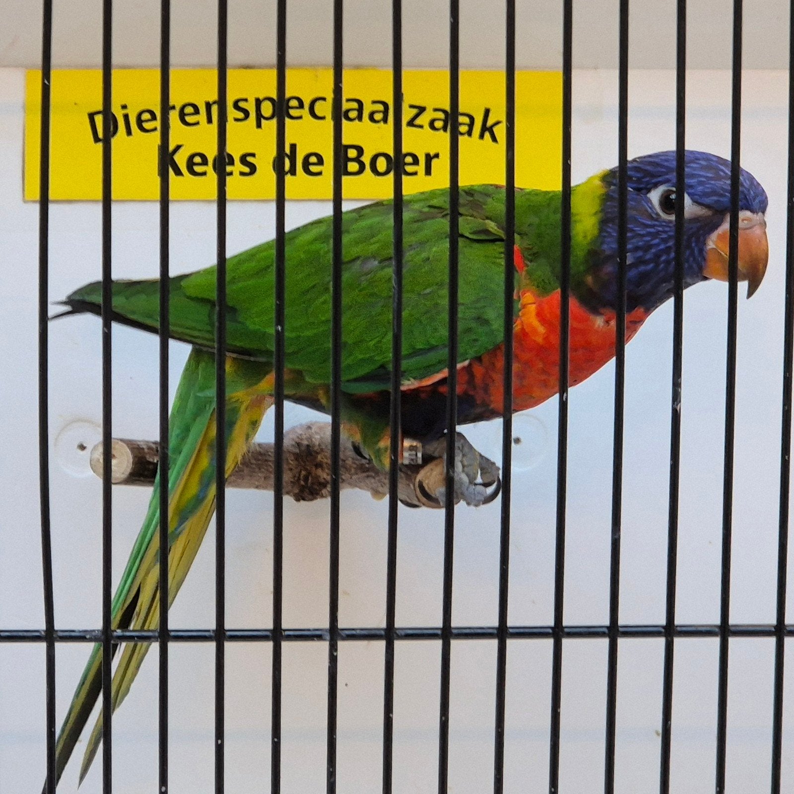 jonge lori van de blauwe bergen