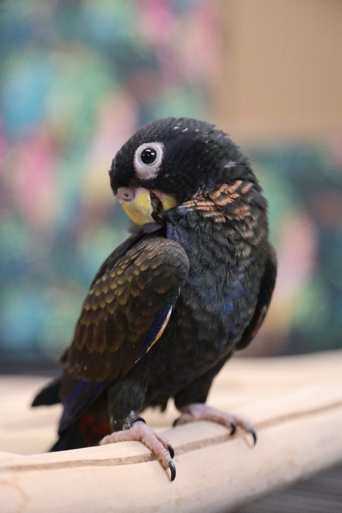 Lieve | Jonge Baby Pionussen Bronsvleugel | Handtam | Getest, Dieren en Toebehoren, Vogels | Parkieten en Papegaaien, Meerdere dieren