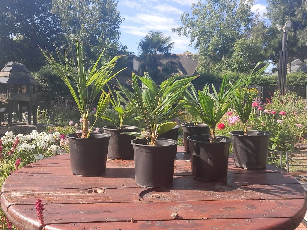 Trachycarpus Palmbomen | 1.5L pot | € 7,50 per stuk, Tuin en Terras, Minder dan 100 cm, Zomer, Palmboom, Ophalen