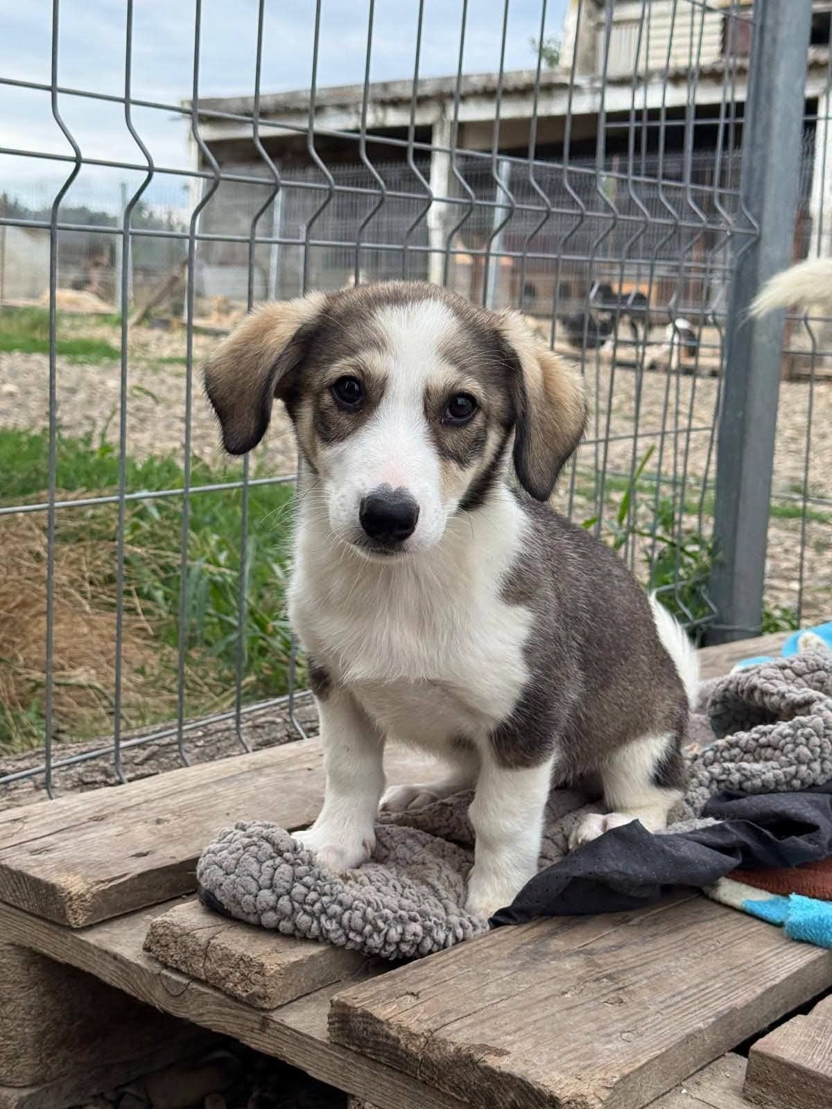 Roemeense pups en volwassen hondjes zoeken een thuis, Particulier, 15 weken tot 1 jaar, Buitenland, Meerdere