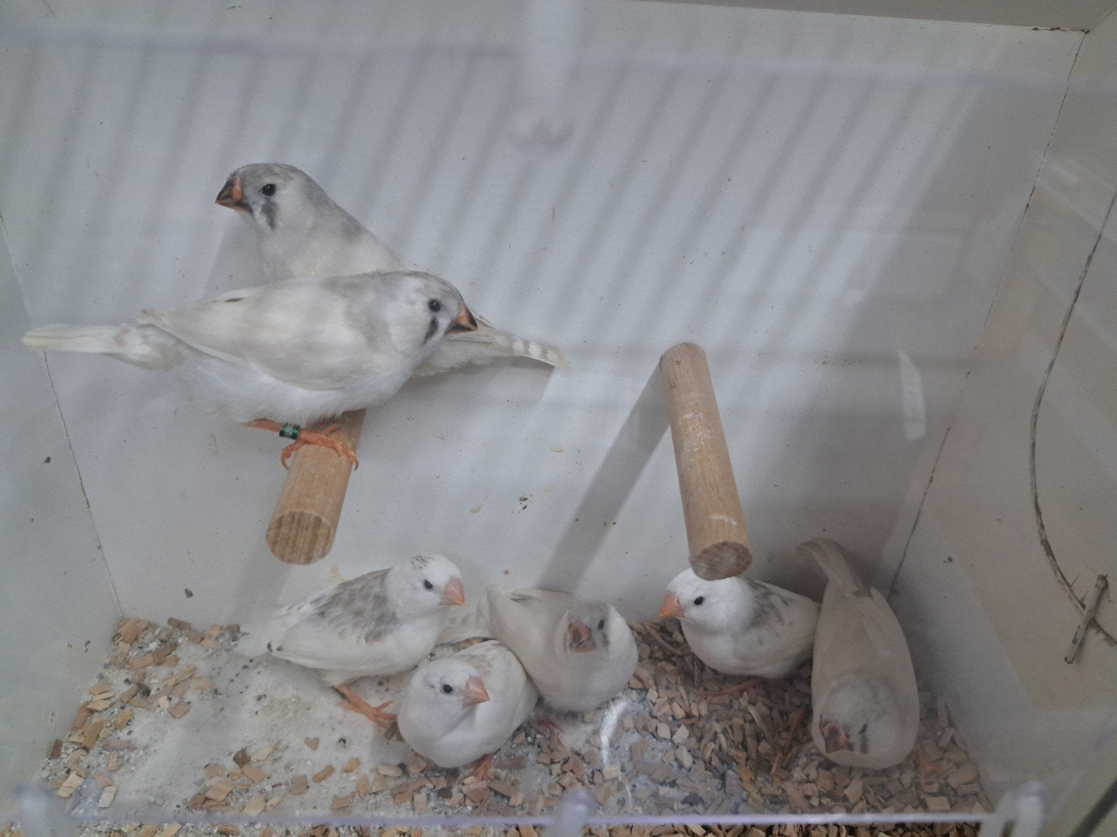 Te koop  jonge zebravinken, Meerdere dieren