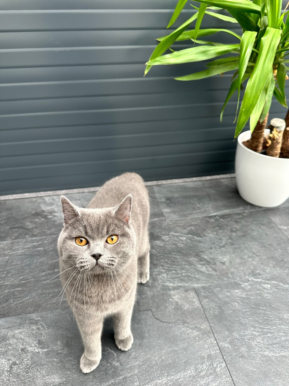 Britse Korthaar (Sky) te koop, Dieren en Toebehoren, Kater, Kortharig, 3 tot 5 jaar